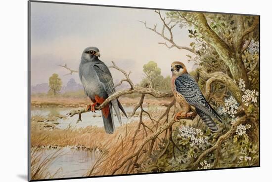 Red-footed Falcons-Carl Donner-Mounted Giclee Print