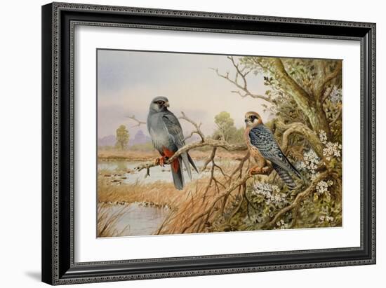 Red-footed Falcons-Carl Donner-Framed Giclee Print