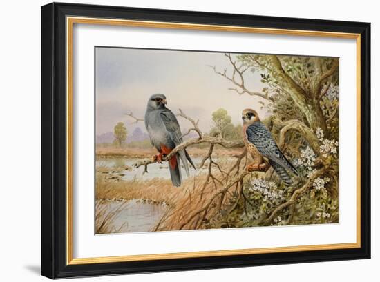 Red-footed Falcons-Carl Donner-Framed Giclee Print