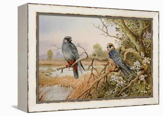 Red-footed Falcons-Carl Donner-Framed Premier Image Canvas