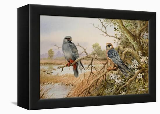 Red-footed Falcons-Carl Donner-Framed Premier Image Canvas