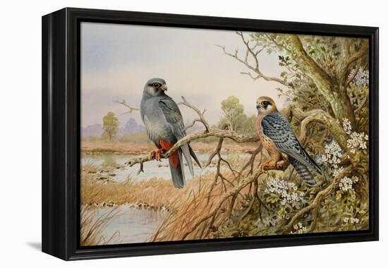 Red-footed Falcons-Carl Donner-Framed Premier Image Canvas