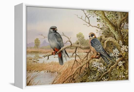 Red-footed Falcons-Carl Donner-Framed Premier Image Canvas