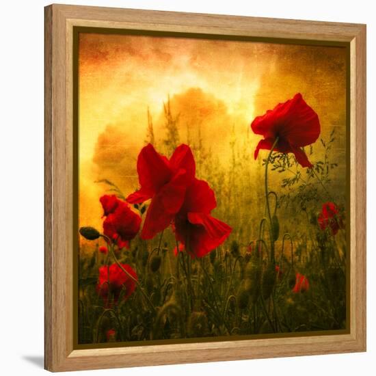 Red for Love-Philippe Sainte-Laudy-Framed Premier Image Canvas