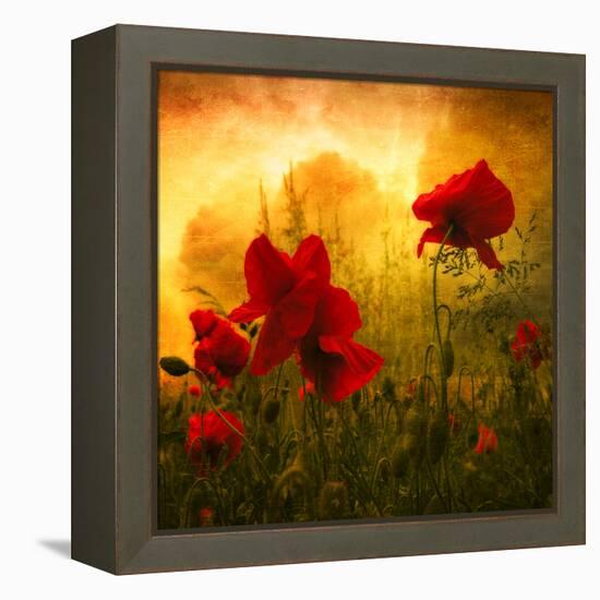 Red for Love-Philippe Sainte-Laudy-Framed Premier Image Canvas