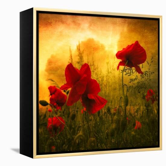 Red for Love-Philippe Sainte-Laudy-Framed Premier Image Canvas