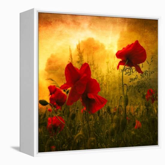 Red for Love-Philippe Sainte-Laudy-Framed Premier Image Canvas