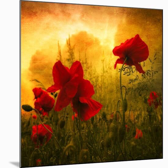 Red for Love-Philippe Sainte-Laudy-Mounted Premium Photographic Print