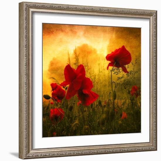 Red for Love-Philippe Sainte-Laudy-Framed Photographic Print