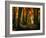 Red Forest-Philippe Manguin-Framed Photographic Print