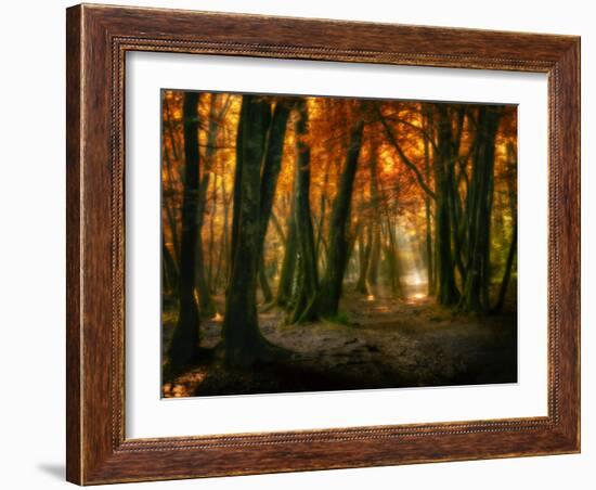 Red Forest-Philippe Manguin-Framed Photographic Print