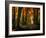 Red Forest-Philippe Manguin-Framed Photographic Print