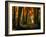 Red Forest-Philippe Manguin-Framed Photographic Print