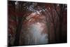 Red Forest-Philippe Manguin-Mounted Photographic Print