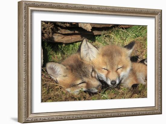 Red Fox 7 Week Old Cubs Sleeping-null-Framed Photographic Print