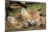 Red Fox 7 Week Old Cubs Sleeping-null-Mounted Photographic Print