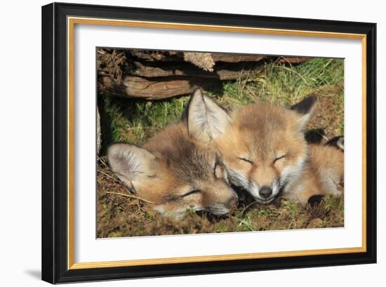 Red Fox 7 Week Old Cubs Sleeping-null-Framed Photographic Print
