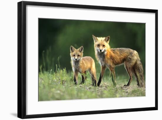 Red Fox Adult with Kit, Illinois-Richard and Susan Day-Framed Photographic Print