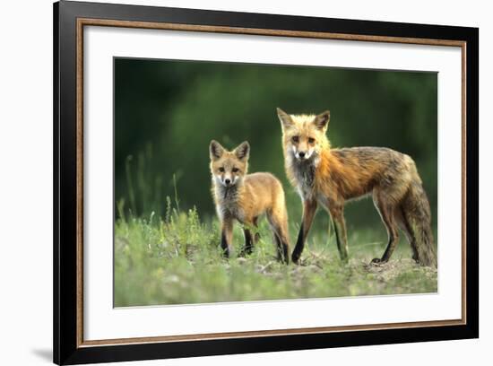 Red Fox Adult with Kit, Illinois-Richard and Susan Day-Framed Photographic Print