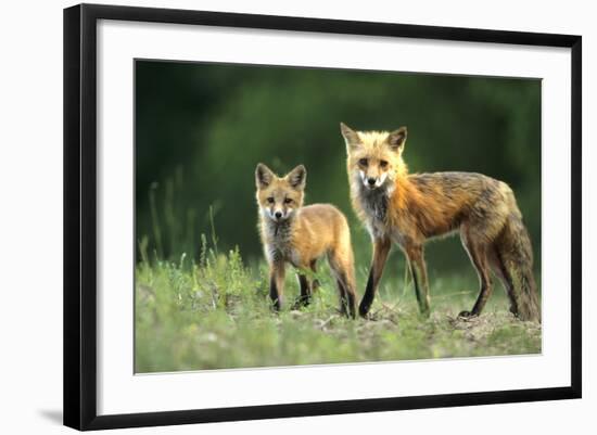 Red Fox Adult with Kit, Illinois-Richard and Susan Day-Framed Photographic Print