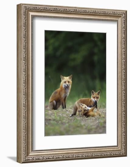 Red Fox Adults with Kit, Illinois-Richard and Susan Day-Framed Photographic Print