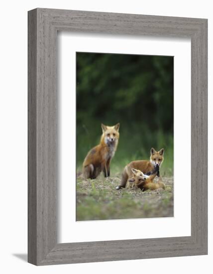 Red Fox Adults with Kit, Illinois-Richard and Susan Day-Framed Photographic Print