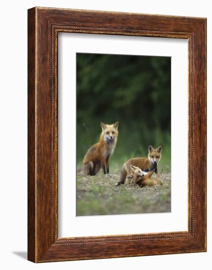 Red Fox Adults with Kit, Illinois-Richard and Susan Day-Framed Photographic Print