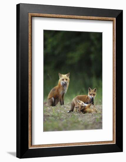 Red Fox Adults with Kit, Illinois-Richard and Susan Day-Framed Photographic Print