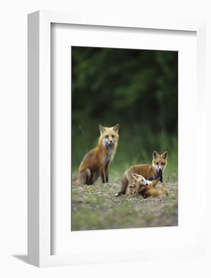 Red Fox Adults with Kit, Illinois-Richard and Susan Day-Framed Photographic Print