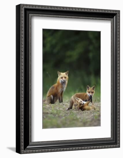 Red Fox Adults with Kit, Illinois-Richard and Susan Day-Framed Photographic Print