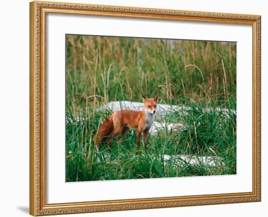 Red Fox, Alaska Peninsula, Alaska, USA-Dee Ann Pederson-Framed Photographic Print