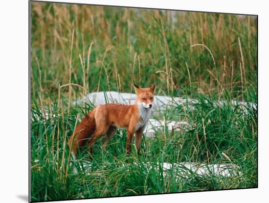 Red Fox, Alaska Peninsula, Alaska, USA-Dee Ann Pederson-Mounted Photographic Print