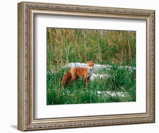 Red Fox, Alaska Peninsula, Alaska, USA-Dee Ann Pederson-Framed Photographic Print