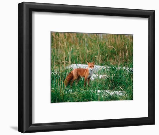 Red Fox, Alaska Peninsula, Alaska, USA-Dee Ann Pederson-Framed Photographic Print