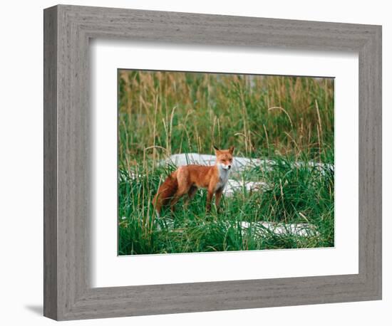 Red Fox, Alaska Peninsula, Alaska, USA-Dee Ann Pederson-Framed Photographic Print