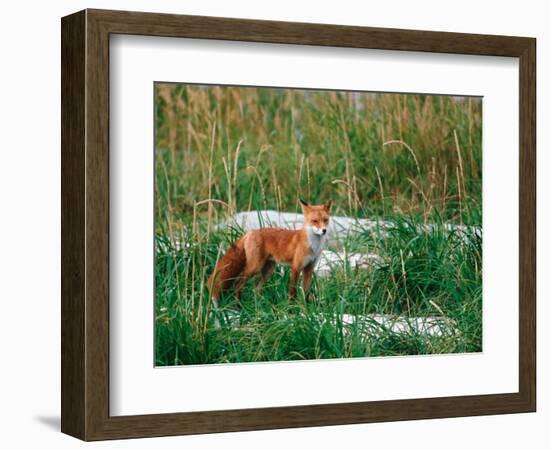 Red Fox, Alaska Peninsula, Alaska, USA-Dee Ann Pederson-Framed Photographic Print