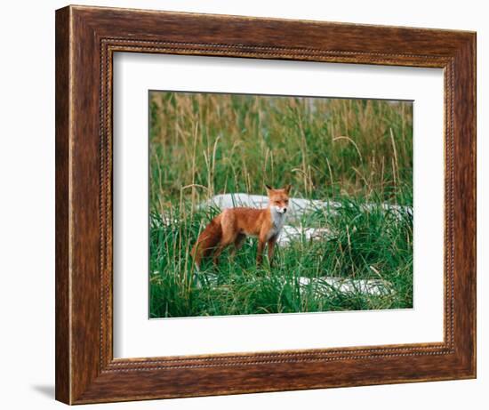 Red Fox, Alaska Peninsula, Alaska, USA-Dee Ann Pederson-Framed Photographic Print