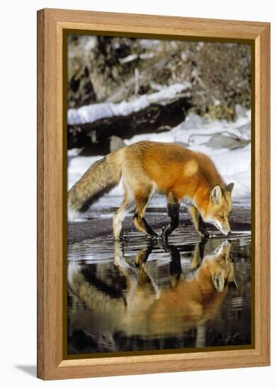 Red Fox Along Edge of Freezing Lake, November-null-Framed Premier Image Canvas