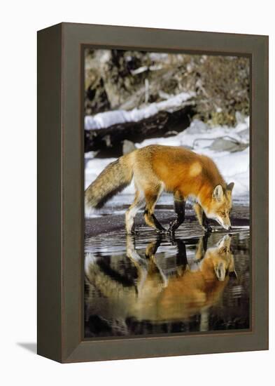 Red Fox Along Edge of Freezing Lake, November-null-Framed Premier Image Canvas