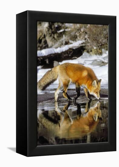 Red Fox Along Edge of Freezing Lake, November-null-Framed Premier Image Canvas