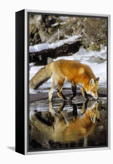 Red Fox Along Edge of Freezing Lake, November-null-Framed Premier Image Canvas