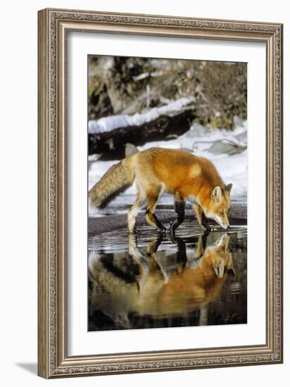 Red Fox Along Edge of Freezing Lake, November--Framed Photographic Print