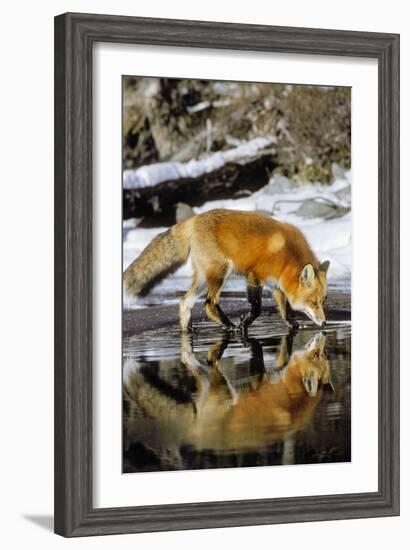 Red Fox Along Edge of Freezing Lake, November--Framed Photographic Print