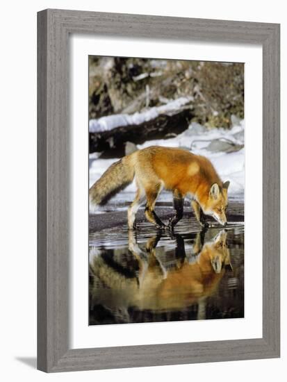 Red Fox Along Edge of Freezing Lake, November-null-Framed Photographic Print