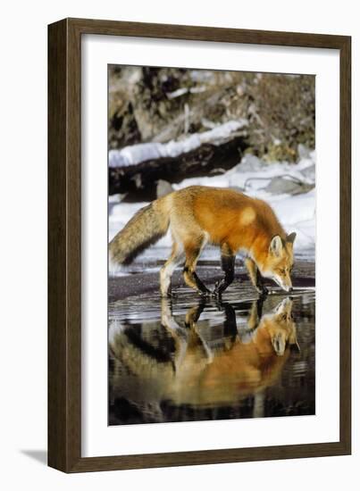 Red Fox Along Edge of Freezing Lake, November--Framed Photographic Print