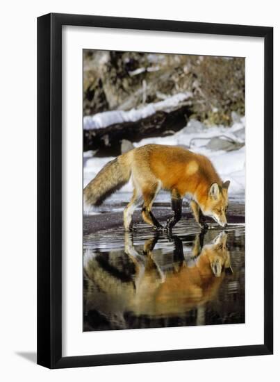 Red Fox Along Edge of Freezing Lake, November-null-Framed Photographic Print