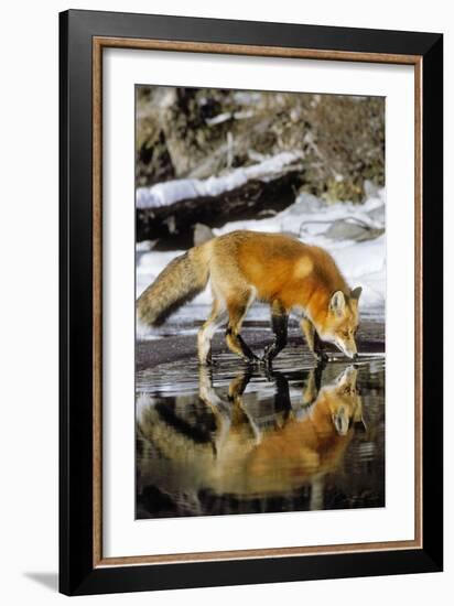 Red Fox Along Edge of Freezing Lake, November-null-Framed Photographic Print