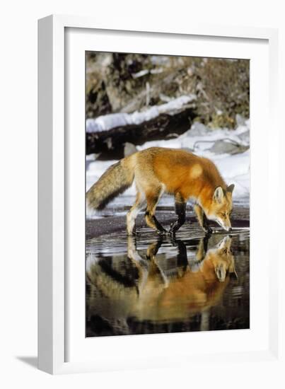 Red Fox Along Edge of Freezing Lake, November-null-Framed Photographic Print