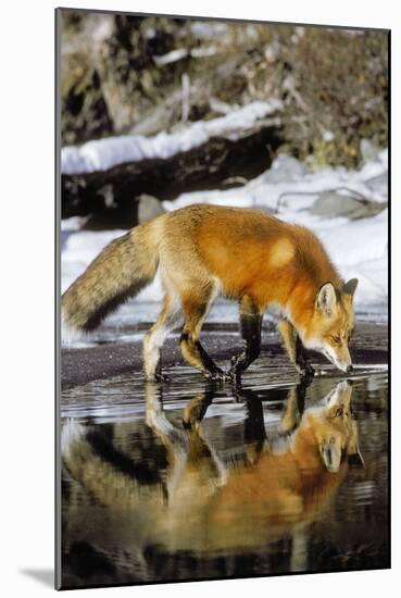 Red Fox Along Edge of Freezing Lake, November-null-Mounted Photographic Print