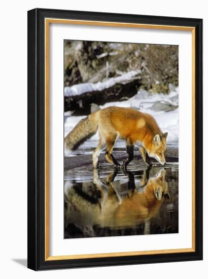 Red Fox Along Edge of Freezing Lake, November-null-Framed Photographic Print